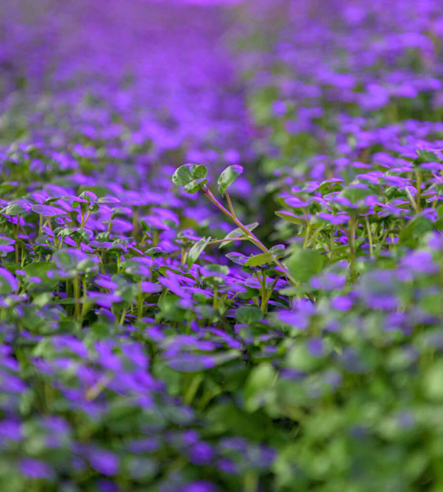 Field of purple and green seedlings